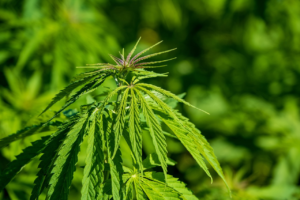 An image of a stack of financial documents, a calculator, and a cannabis plant in the background