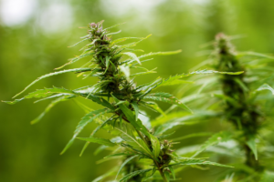 An image of a barren landscape with a lone bank in the distance, surrounded by cannabis plants